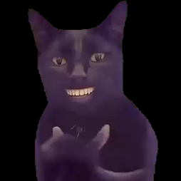 Cat clapping